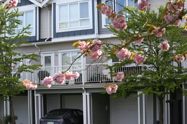 Townhouses with blooming cherry blossom trees in foreground.
