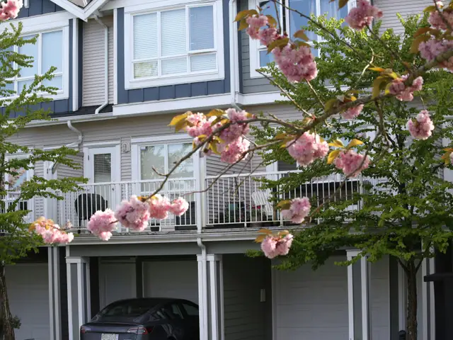 Townhouses with blooming cherry blossom trees in foreground.