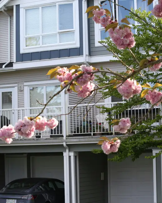 Townhouses with blooming cherry blossom trees in foreground.