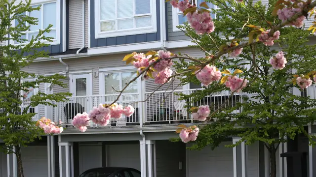 Townhouses with blooming cherry blossom trees in foreground.